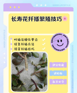 岁繁殖的繁怎么 岁繁殖的繁怎么