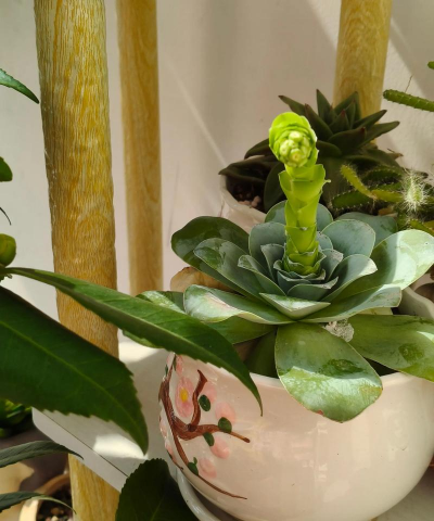 山地玫瑰长大什么样