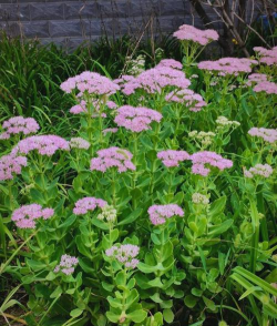 八宝景天什么植物