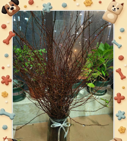 冬天室内干燥放什么花