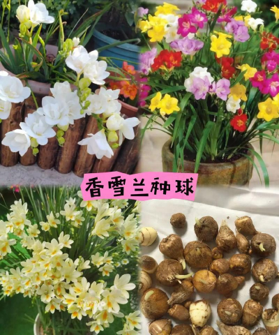 香雪兰怎么打球