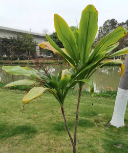 红铁树长什么样子