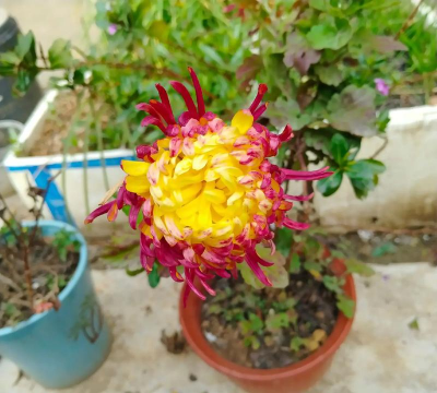 盆栽菊花为什么会变色