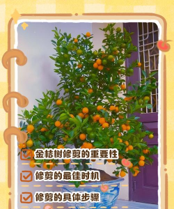 如何修剪桔子