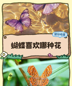 蝴蝶吃的是什么花