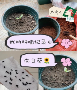 怎么种花容易发芽