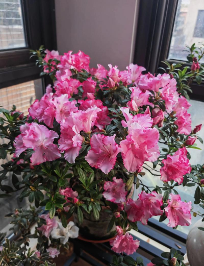 杜鹃花配什么花