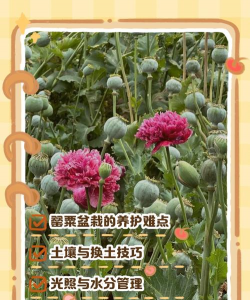 罂粟如何浇水