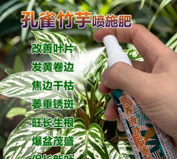 孔雀竹芋需要什么肥料