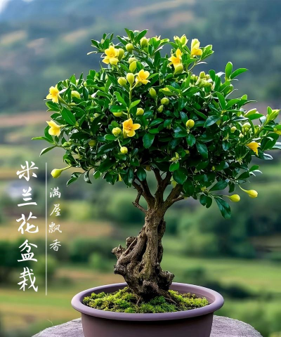 米兰种植用什么花盆好看