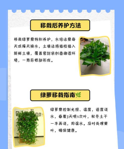 绿萝怎么移植栽培