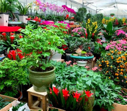 花卉市场怎么经营