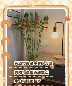 转运竹怎么施肥事项