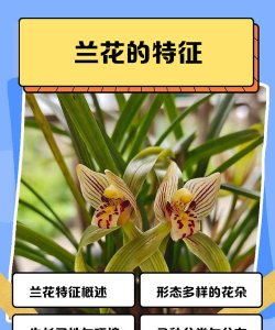 好兰花有什么特征最准