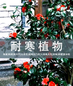 东天适合种什么植物