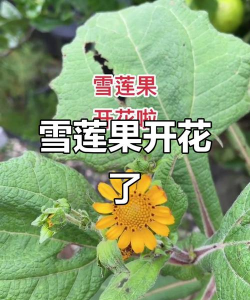 雪莲果花什么样子