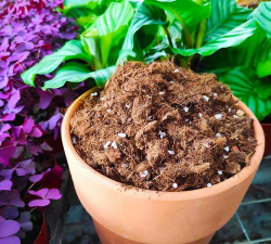 盆养花用什么土好