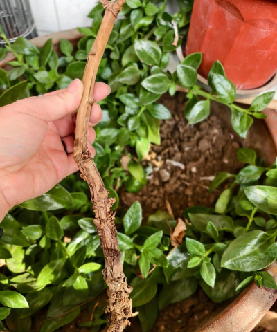 牡丹枯枝怎么回事