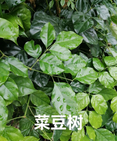 大菜豆树怎么救活