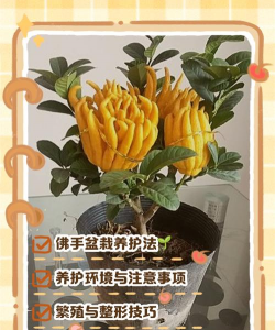 金佛手可以施什么肥