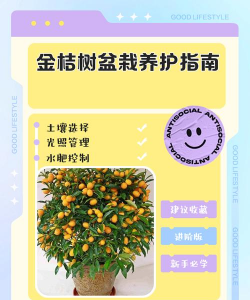 家种桔子树怎么养