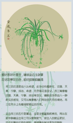 金边吊兰花语是什么