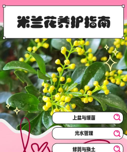 米兰花怎么养施肥
