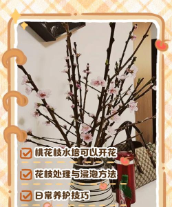 桃花盆栽怎么养殖