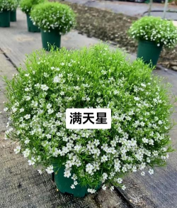 什么植物叫满天星