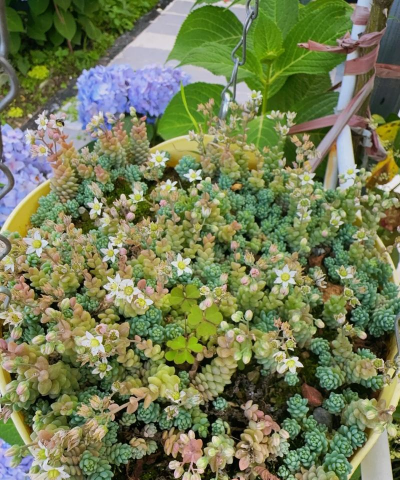 星美人开花怎么处理