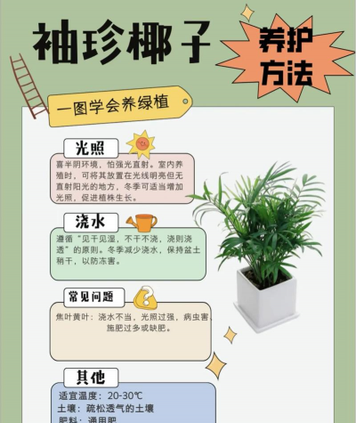 袖珍椰子怎么多发芽