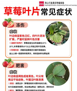 草莓盆栽为什么烂叶