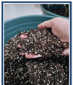 花卉育苗用什么土好