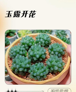 玉露寿开花什么样子