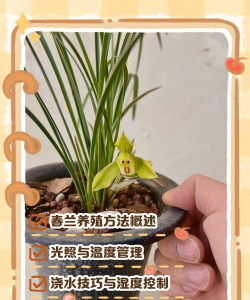 盆栽兰花怎么养殖方法