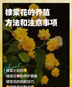 棣棠花如何养殖