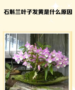 石斛花为什么叶发黄