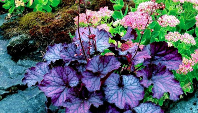 蓝色的矾根叫什么