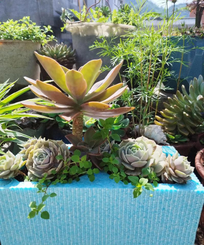 廉价花盆养花技巧