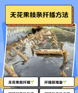 无根枝干怎么养花