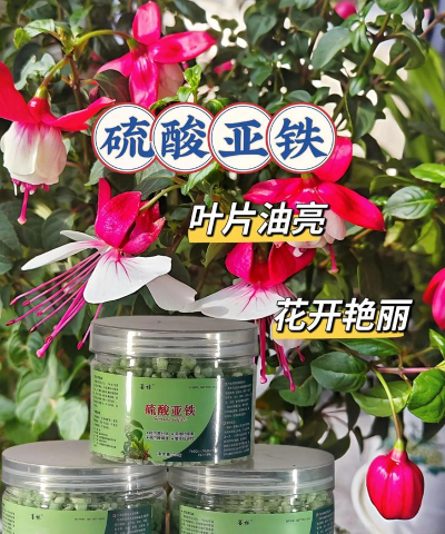 养花通用肥料种苗