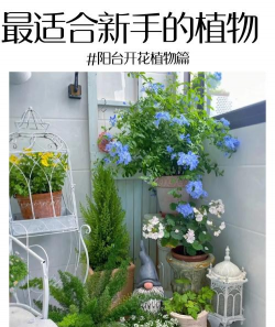 浅暖阳台养花