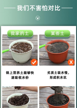 家庭养花土壤养护