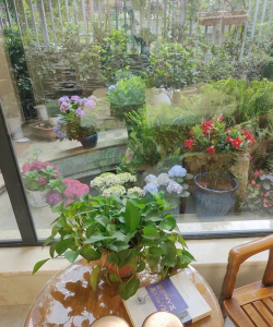 房东的养花日常