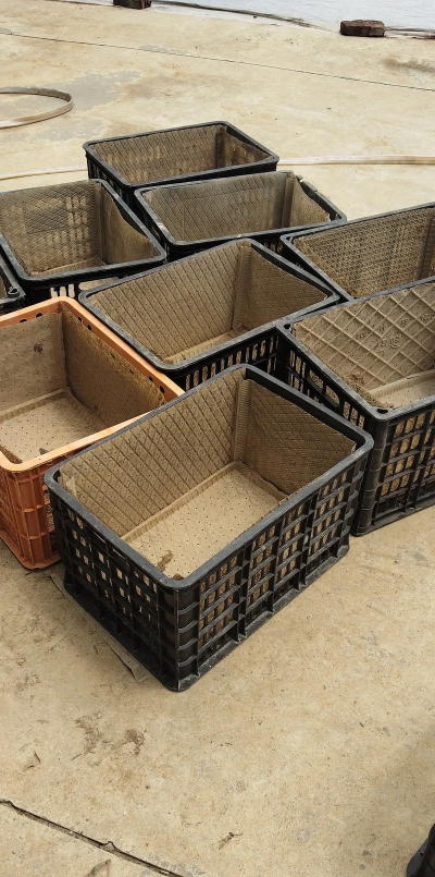 废弃水果筐养花