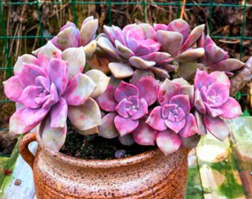 粉色养花专用盆 粉色养花专用盆