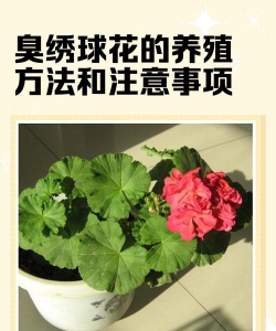 养花异味处理方法