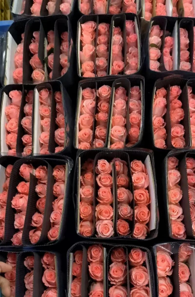 鲜花批发什么时候到