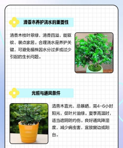 干香木怎么保养 干香木怎么保养