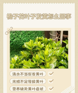 花黄叶子是什么回事